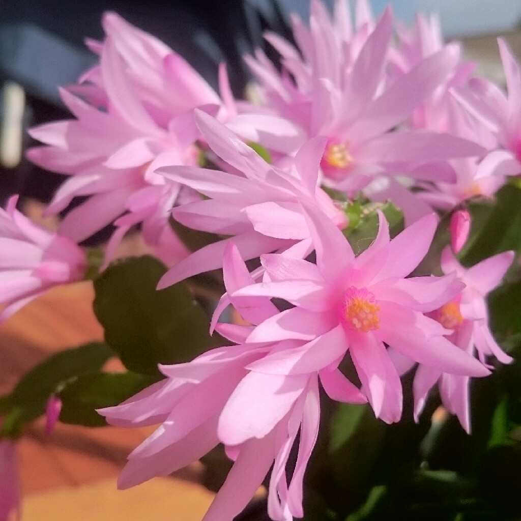 Plant image Rhipsalidopsis rosea