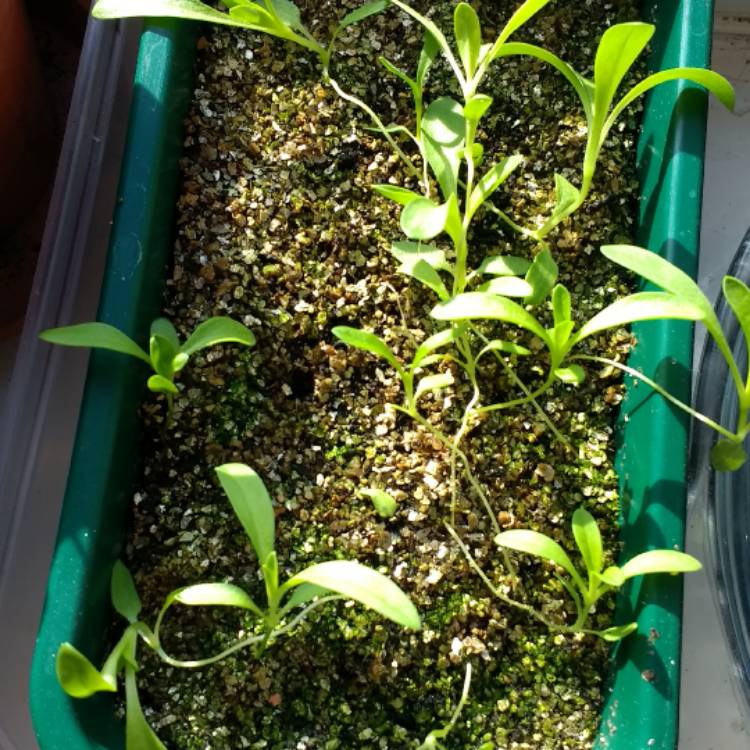 plant image 345926