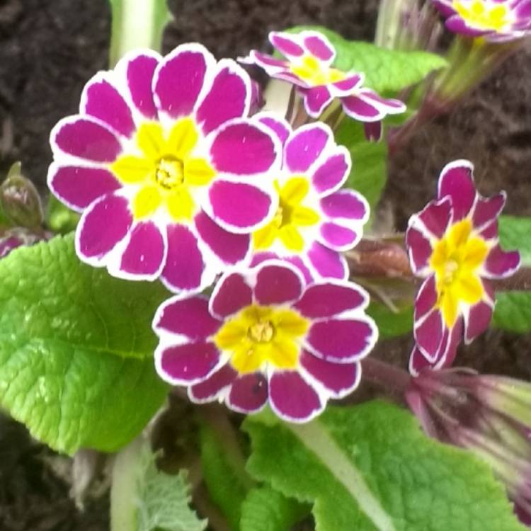 Plant image Primula veris 'Little Queen Violet'