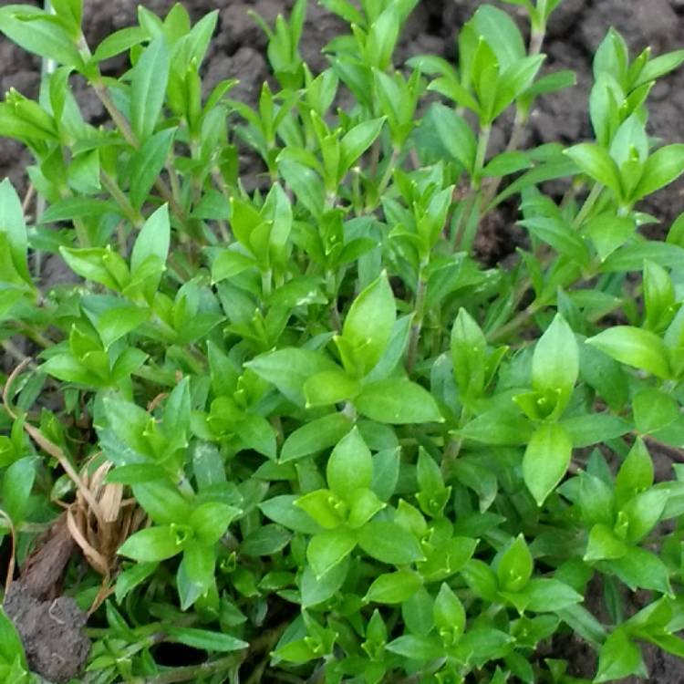 Plant image Silene Schafta