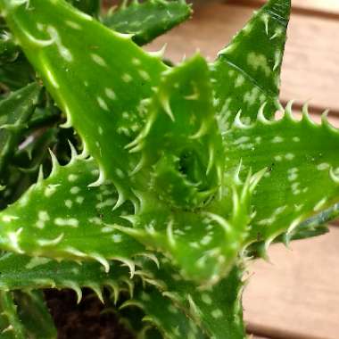 Aloe 'Juvenna'