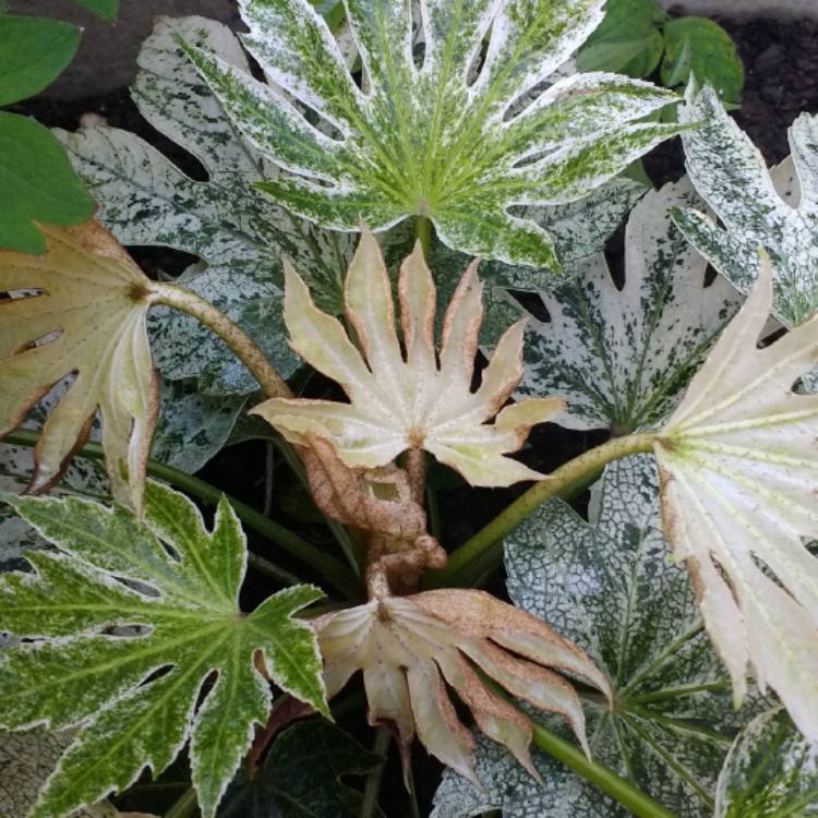 plant image 354107