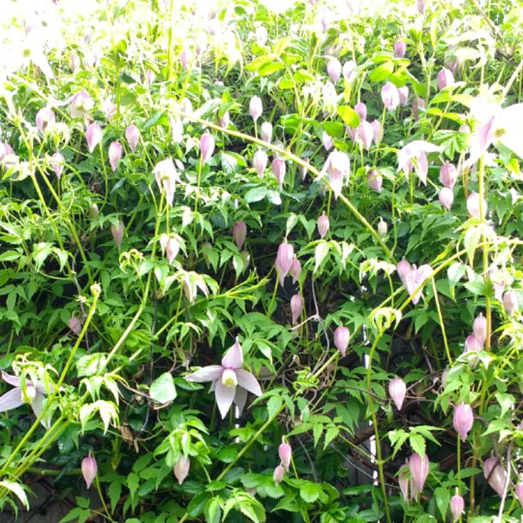 plant image 359336