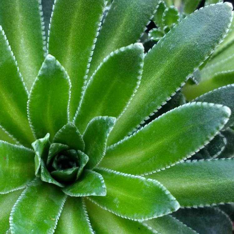 Plant image Saxifraga paniculata 'Aizoon'