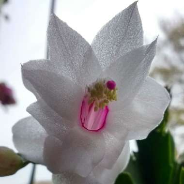 Schlumbergera truncata Malissa