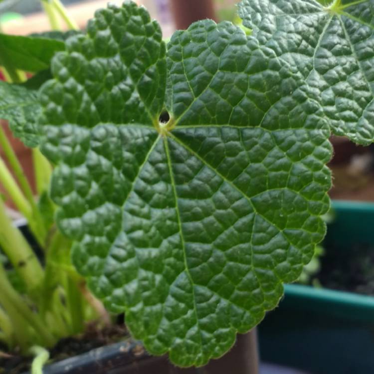 plant image 369453