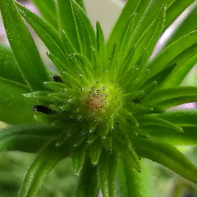 plant image 370271