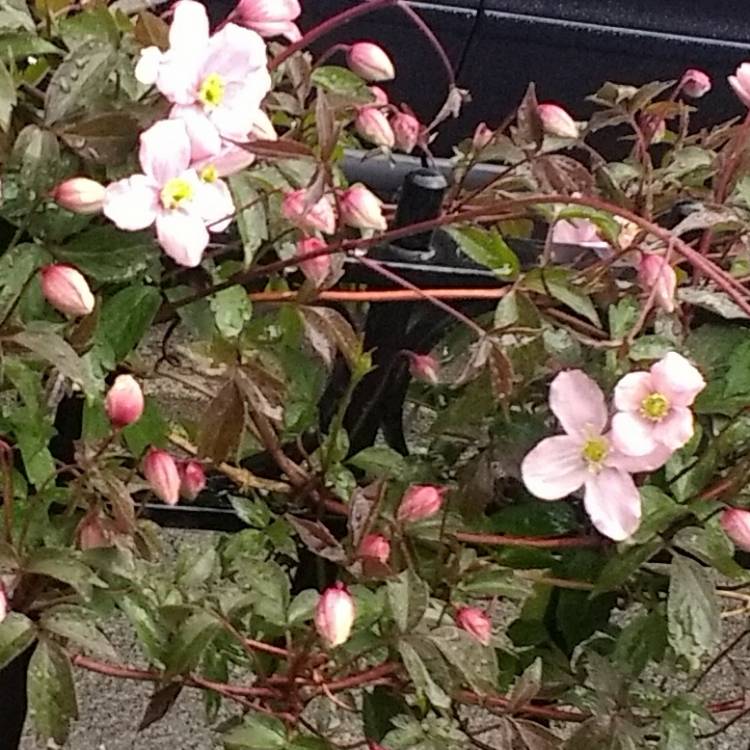plant image 372102