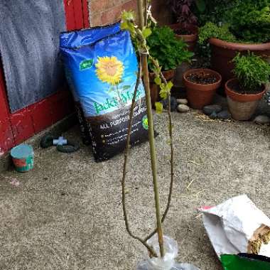 Malus domestica 'Falstaff'