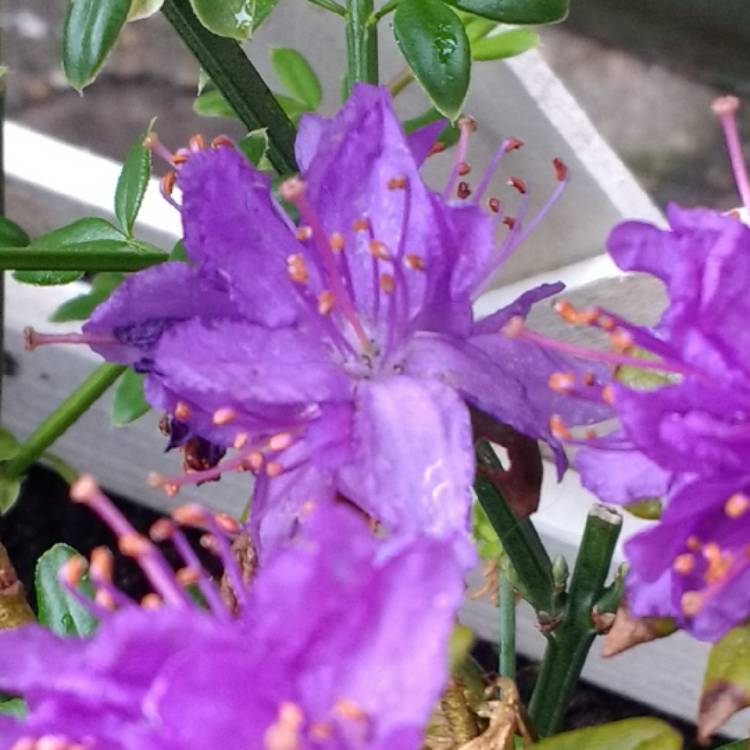 plant image 378240