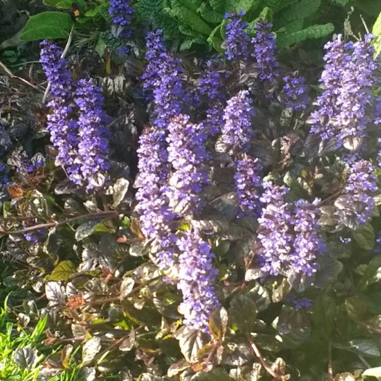Plant image Ajuga pyramidalis 'Metallica Crispa'