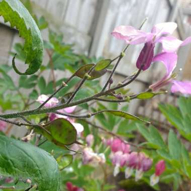 Lunaria annua