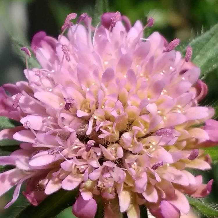 plant image 399927