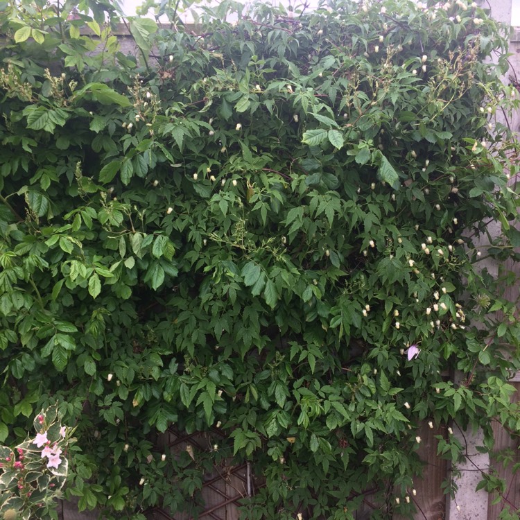 plant image 403029