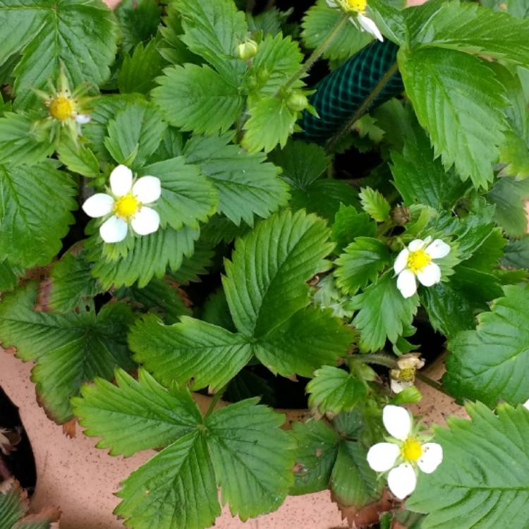 plant image 403839