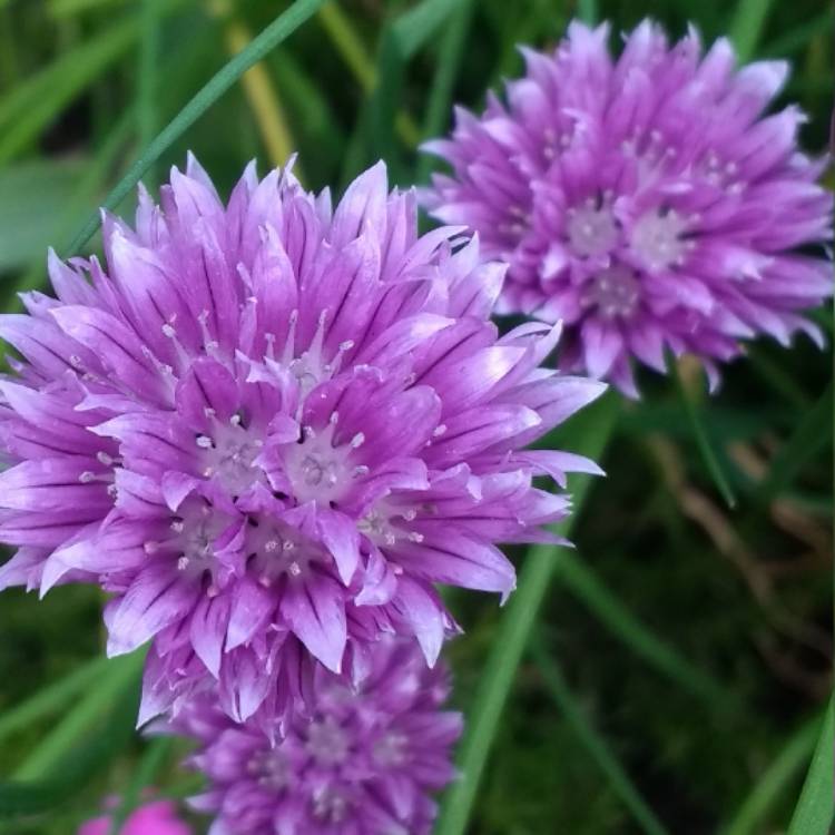 plant image 414006