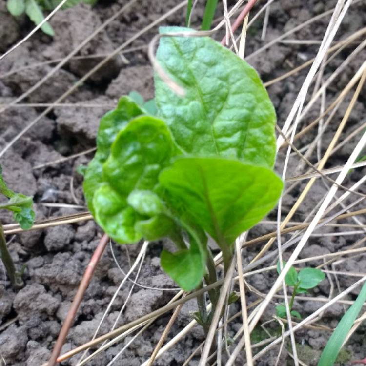plant image 419095