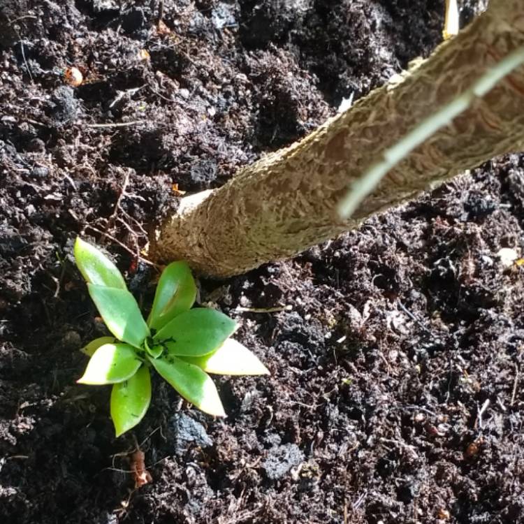 plant image 420075
