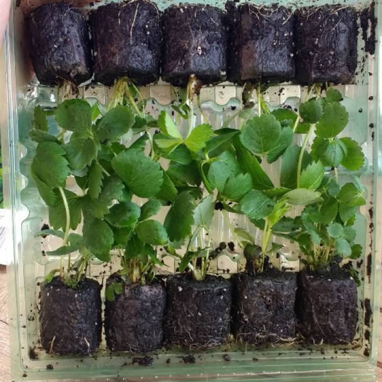 plant image 420155 plant image 420155