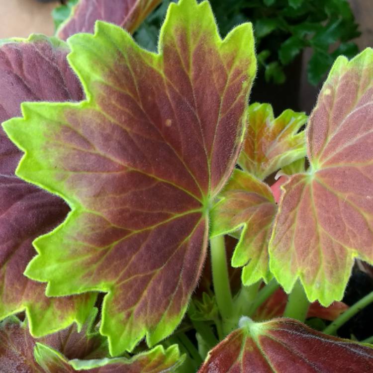 Plant image Pelargonium 'Vancouver Centennial'