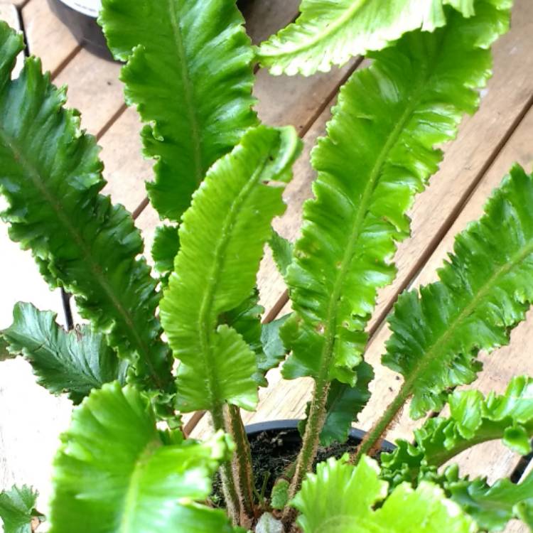 Plant image Asplenium scolopendrium 'Angustifolia'