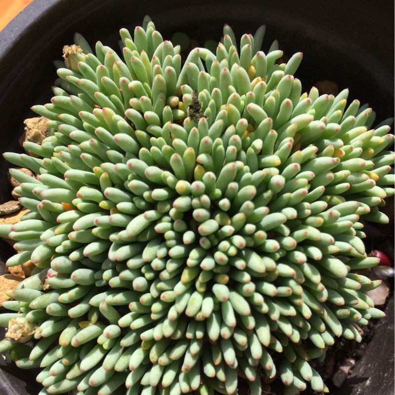 plant image 43164 plant image 43164
