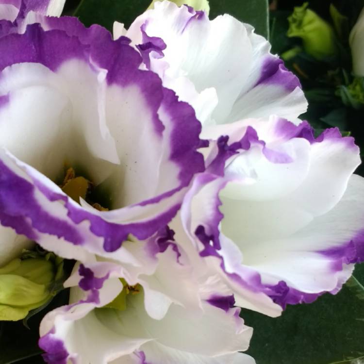 Plant image Eustoma russellianum