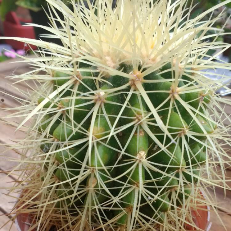 plant image 440822