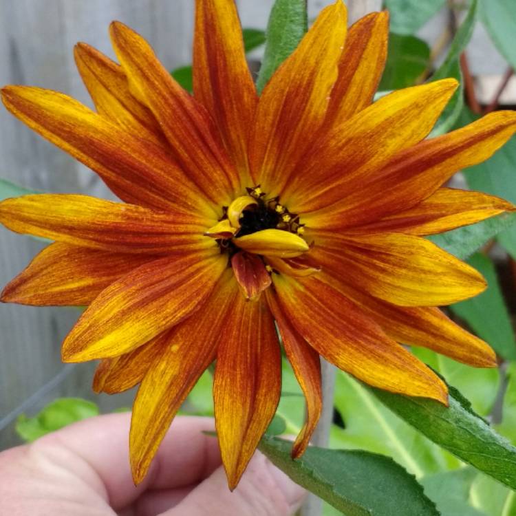 Plant image Helianthus annuus 'Crimson Queen'