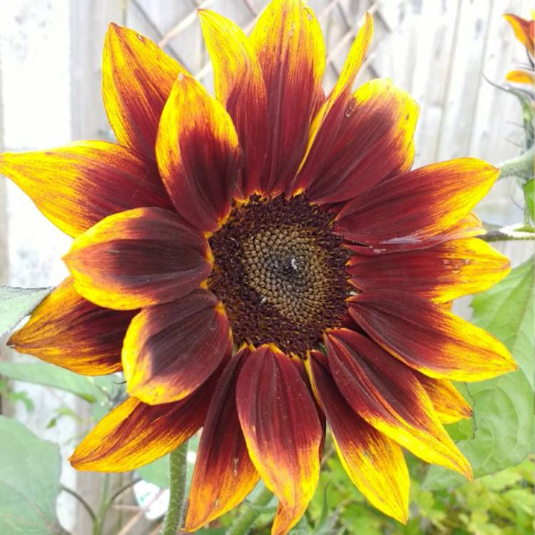 Helianthus annuus 'Black Magic', Sunflower 'Black Magic' - uploaded by @slj