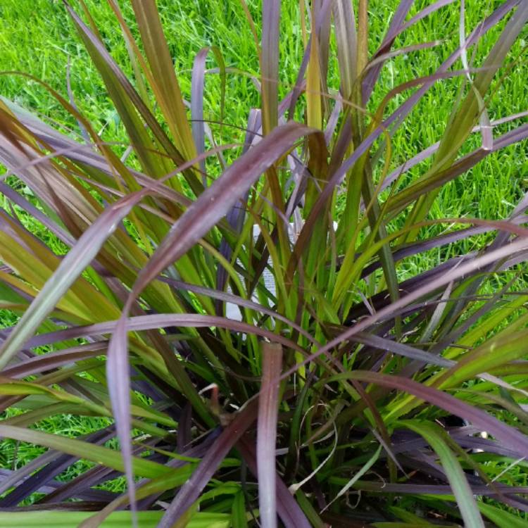 Plant image Pennisetum setaceum 'Summer Samba'