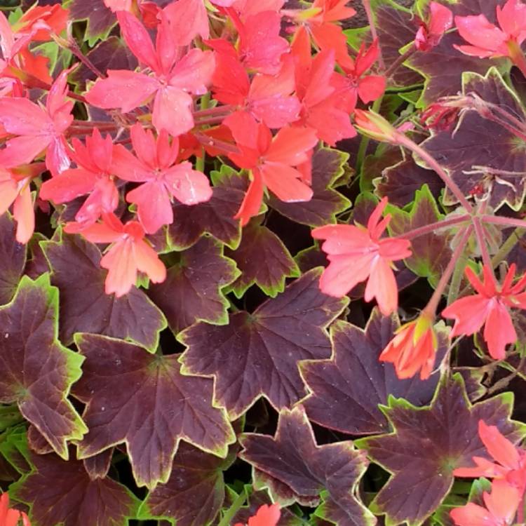 plant image 521024
