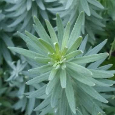 Linaria