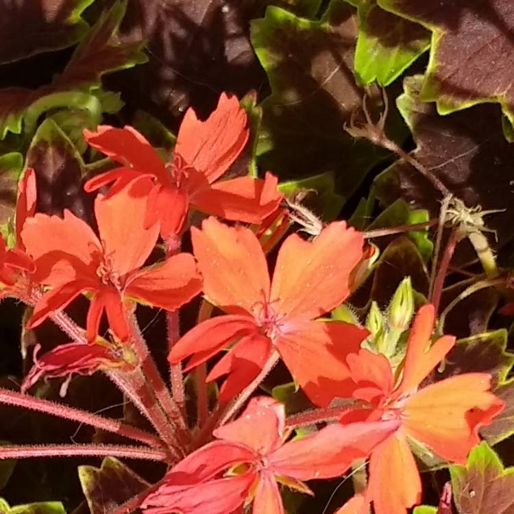 plant image 529851