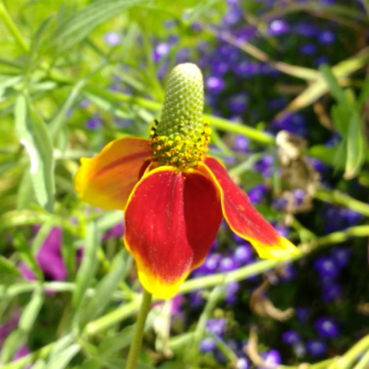 plant image 529854 plant image 529854