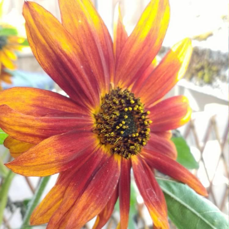 plant image 529858