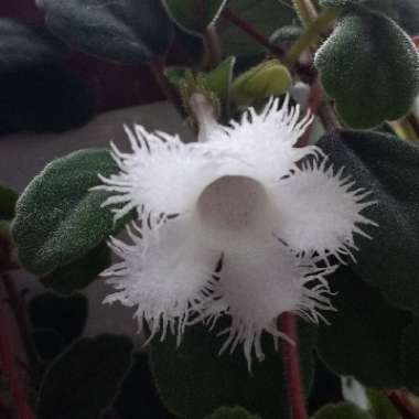 Episcia Dianthiflora
