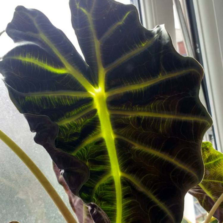 plant image 533929