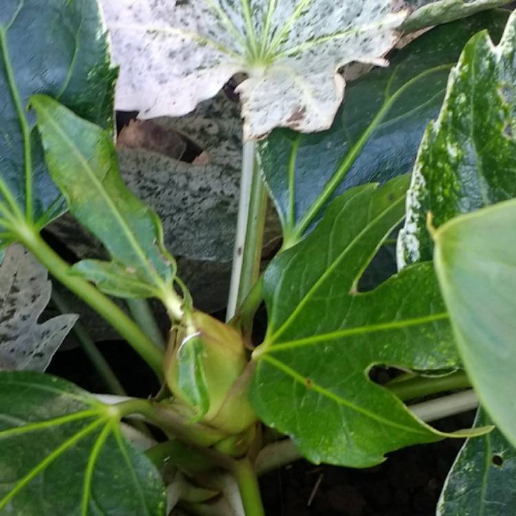 plant image 558112