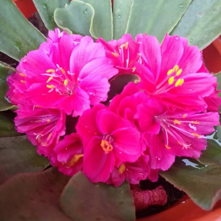 plant image 566500 plant image 566500