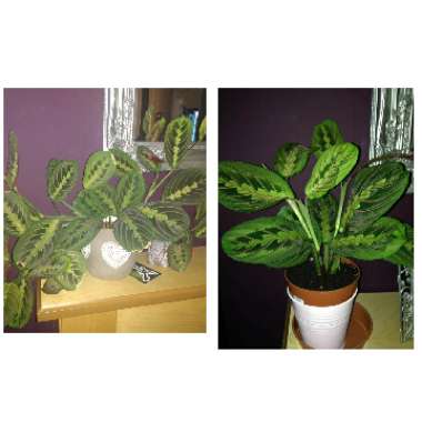 Maranta leuconeura var. 'Erythroneura'