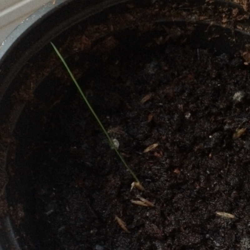 plant image 61338