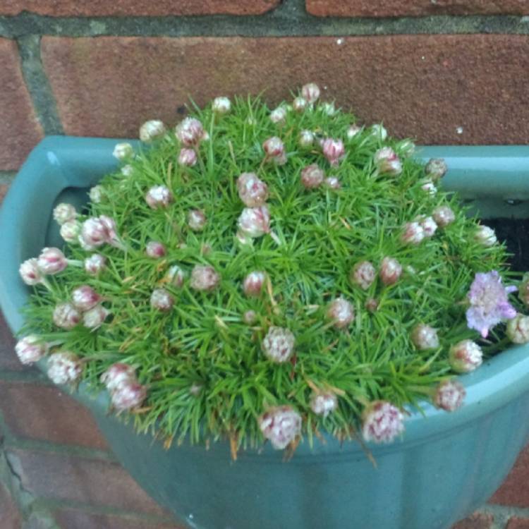 plant image 627633 plant image 627633