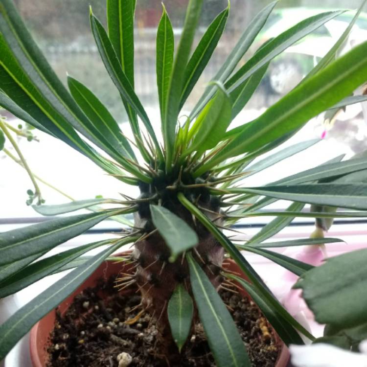 plant image 635843 plant image 635843