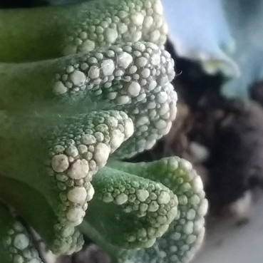 Plant image Titanopsis Calcarea (Living Jewel)