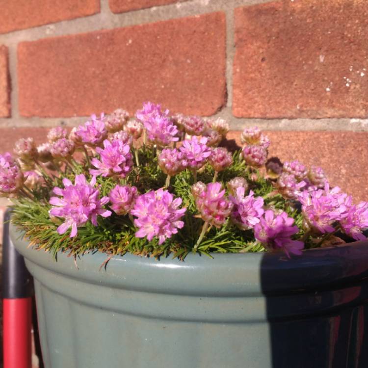 plant image 640723 plant image 640723