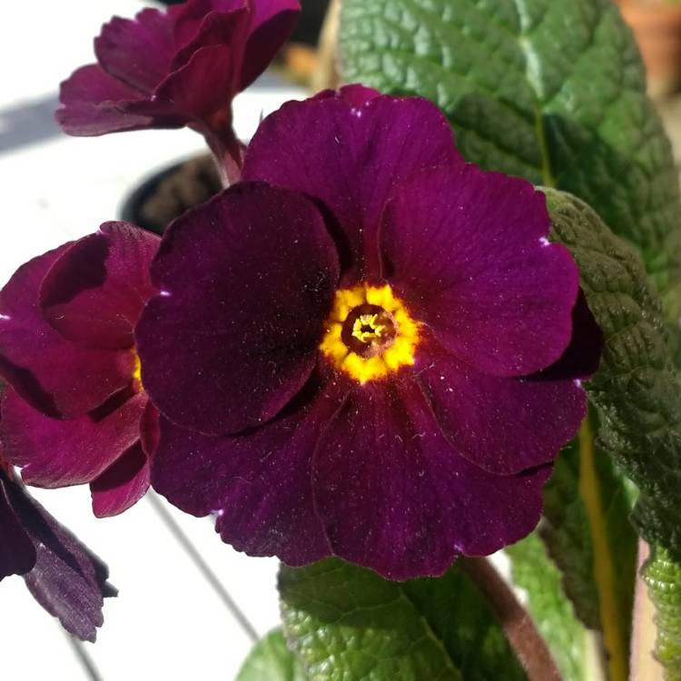 Plant image Primula Polyantha 'Stella Neon Violet'