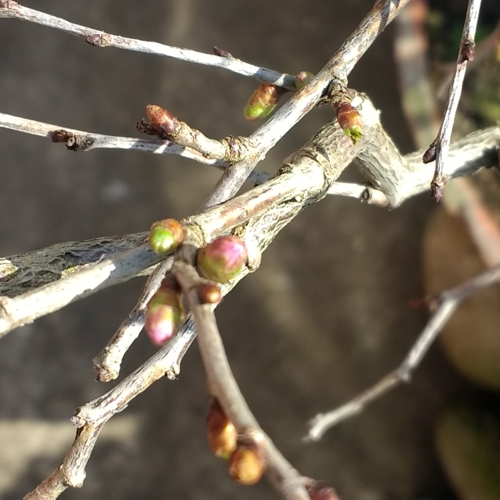 plant image 641529