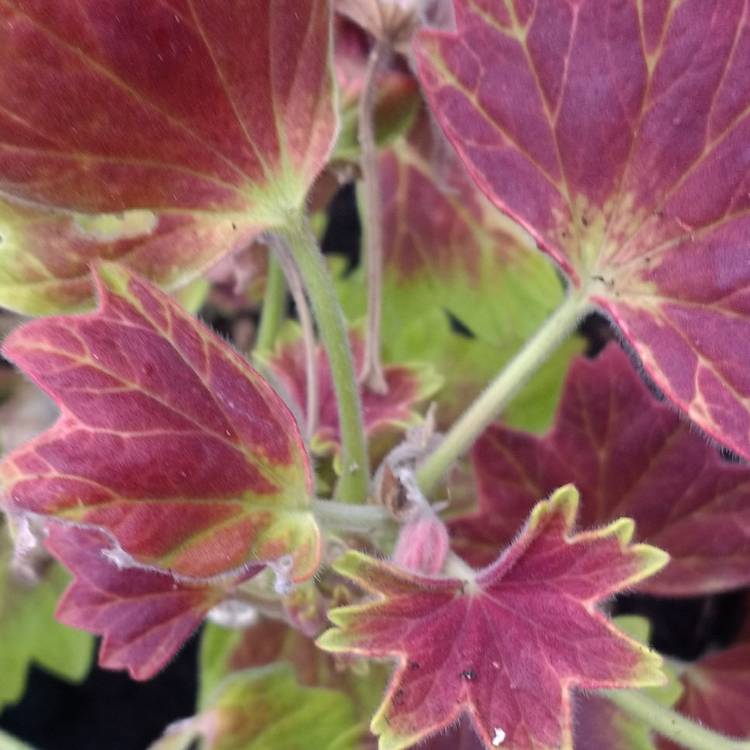plant image 646460