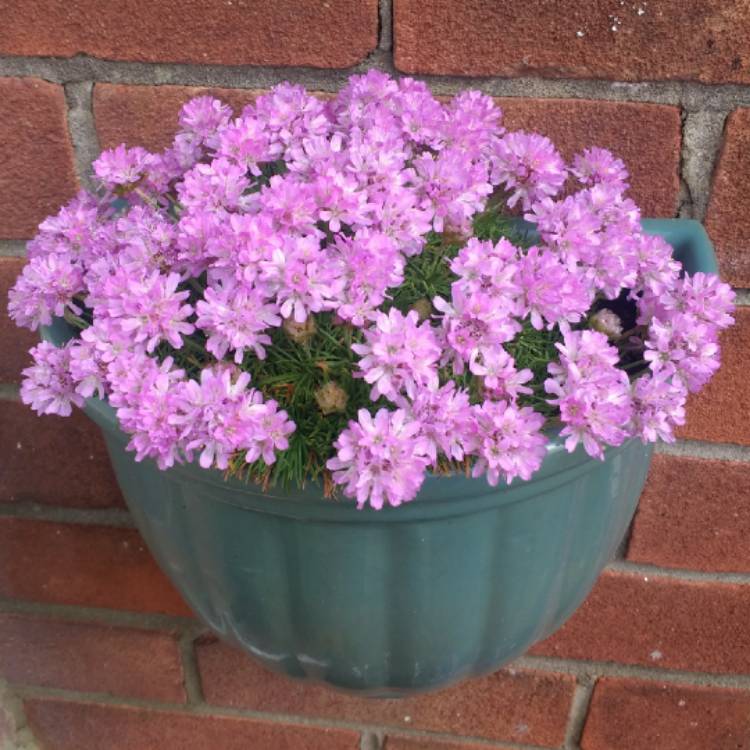 plant image 653908 plant image 653908